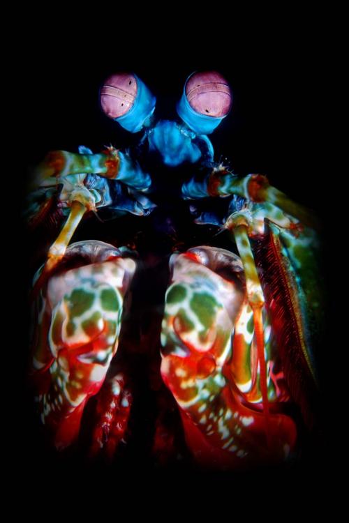 Peacock Mantis Shrimp in Black